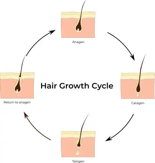 Growth